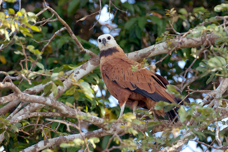 Eagle