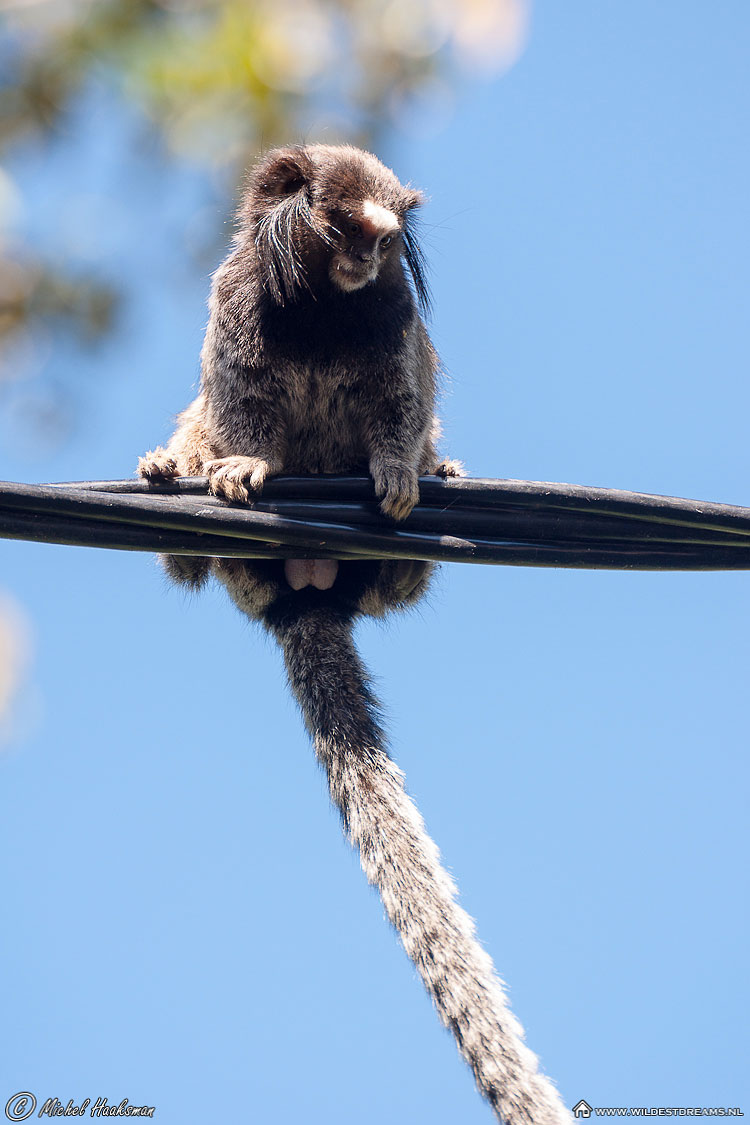 Sagui Monkey