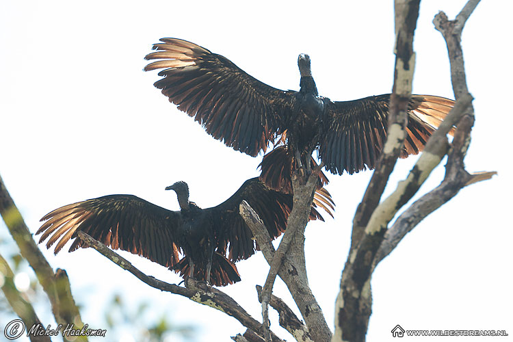 Black Vulture, Vulture