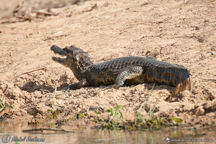 Caiman, Pantanal Caiman