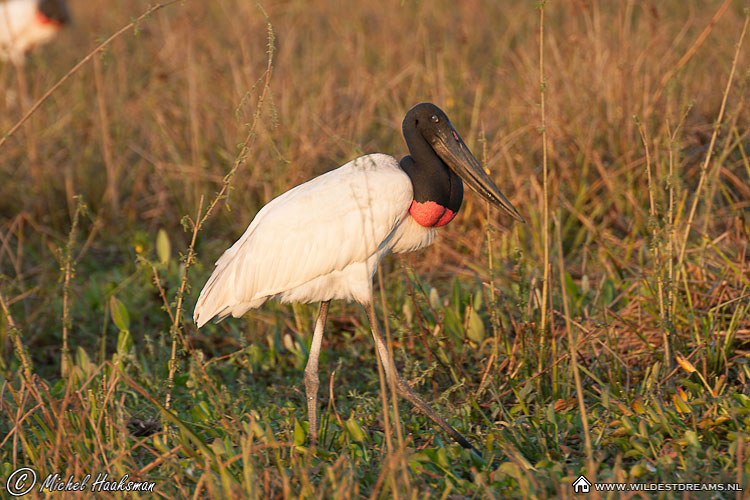 Jabiru, Jabiru mycteria