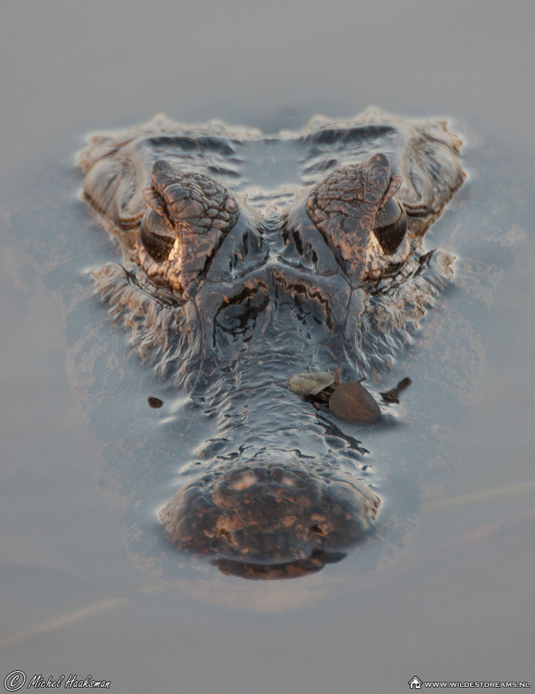 Caiman, Caiman crocodilus, Pantanal Caiman