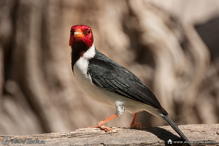 Bird, Pantanal Bird