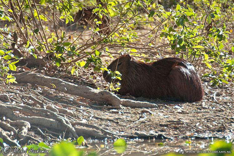 Capibara, Hydrochoeris Hydrochaeris