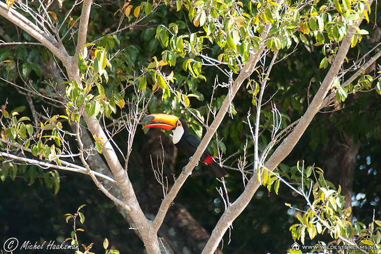 Ramphastidae, Toucan