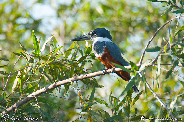 Kingfisher