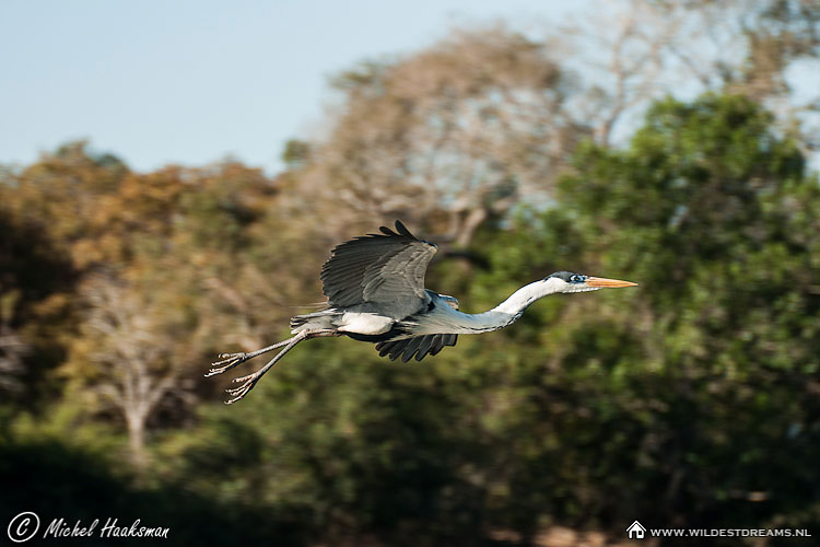 Great Blue Heron, Heron