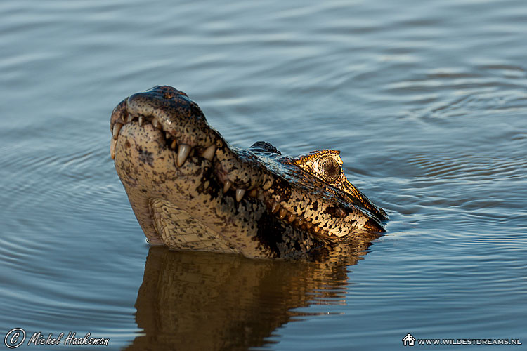 Caiman, Caiman crocodilus, Pantanal Caiman