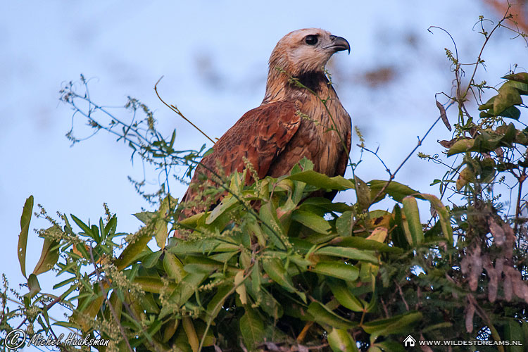 Eagle