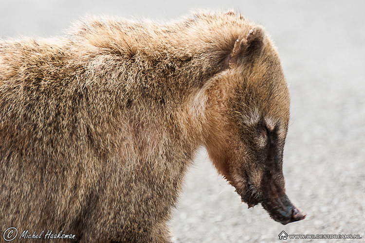 Coati