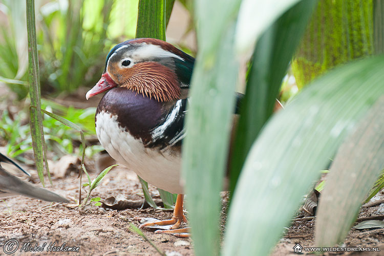 Mandatin Duck