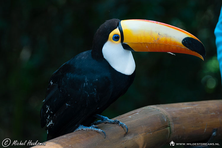 Ramphastidae, Toucan