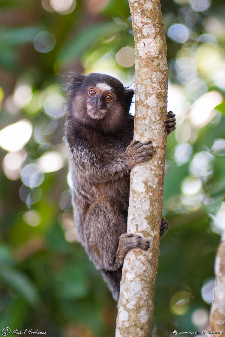 Sagui Monkey