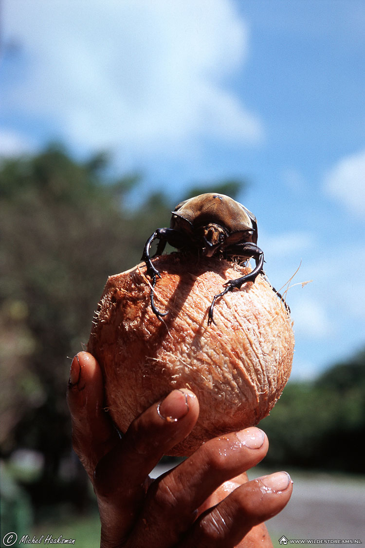 Hercules Beetle