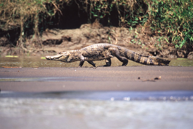 Crocodile