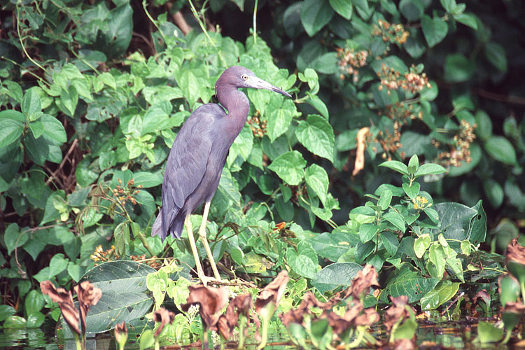 Blue Herron