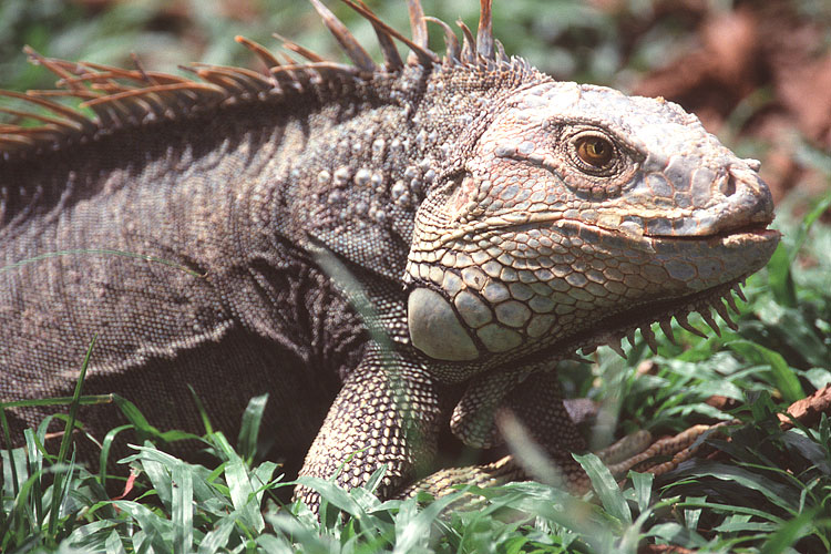 Iguana