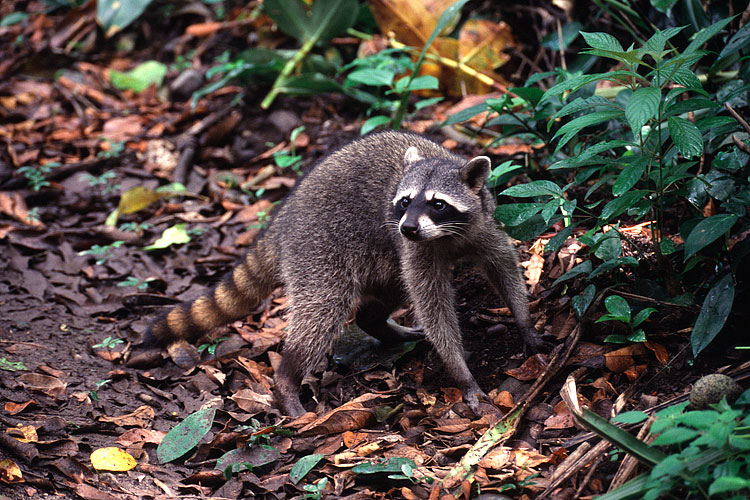 Raccoon