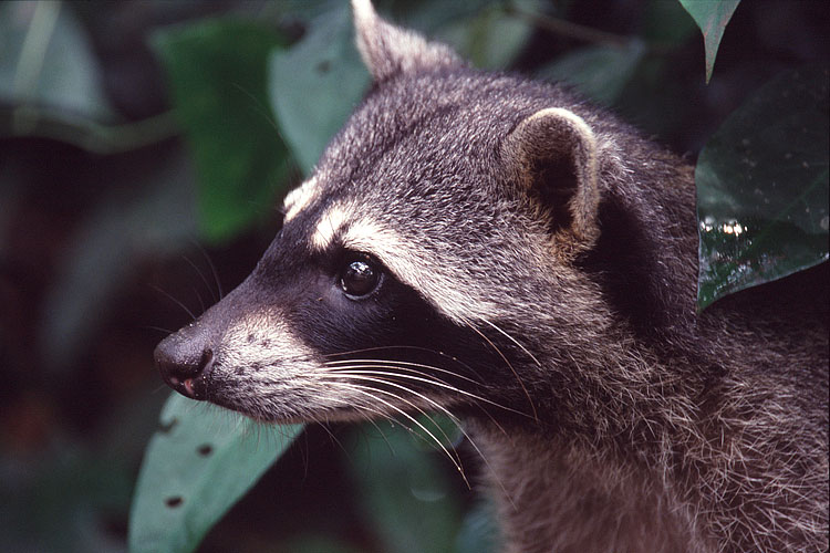 Raccoon