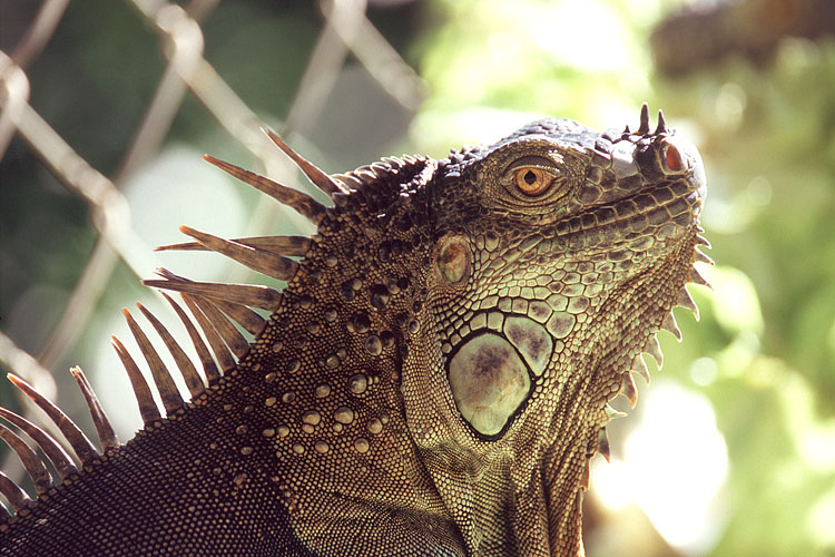 Iguana