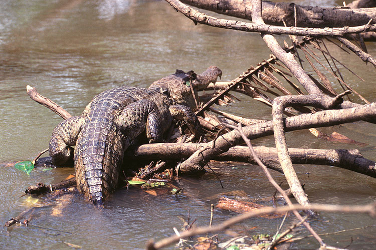 Caiman