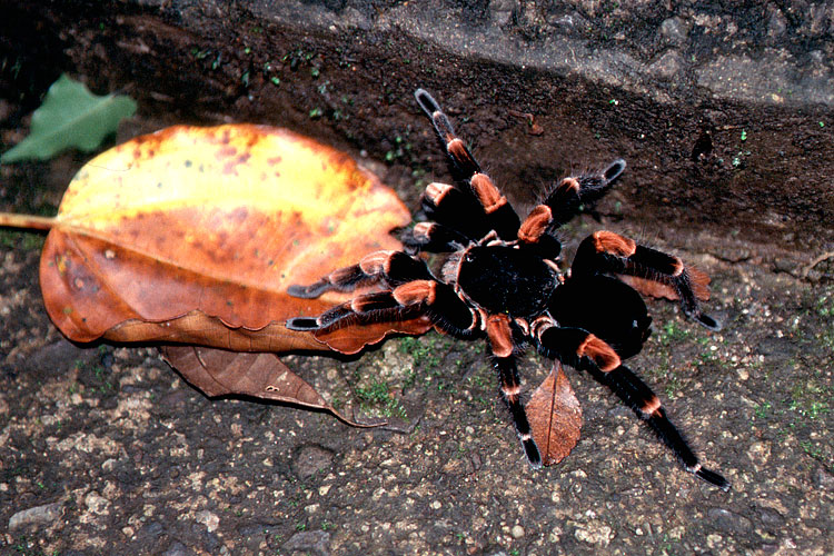 Tarantula