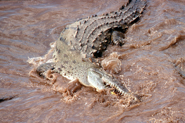 Crocodile