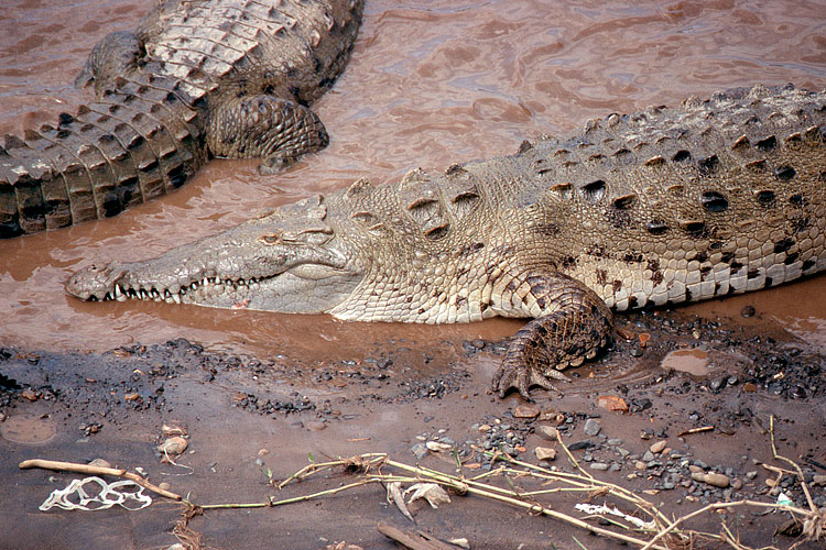 Crocodile