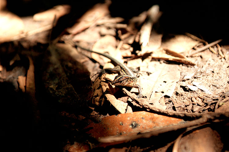 Iguana