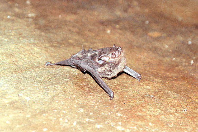 Bat