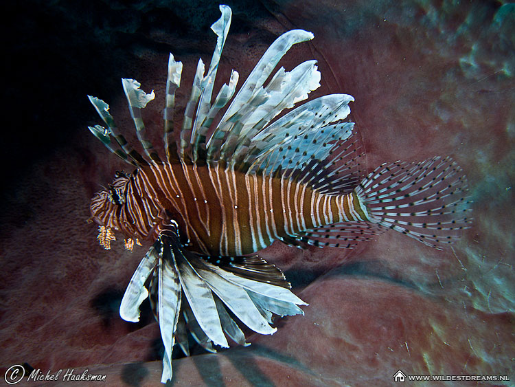 Lionfish