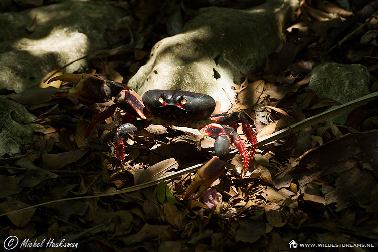 Crab, Red Land Crab