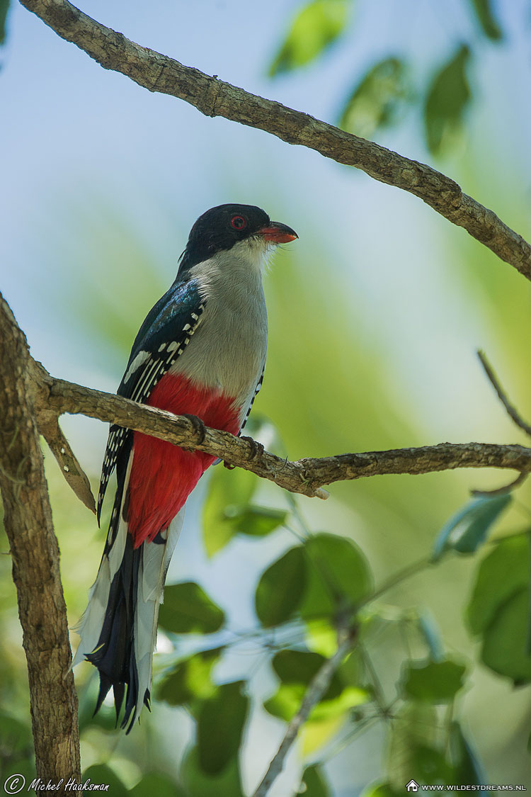 Cuban Trogon, Tocororo