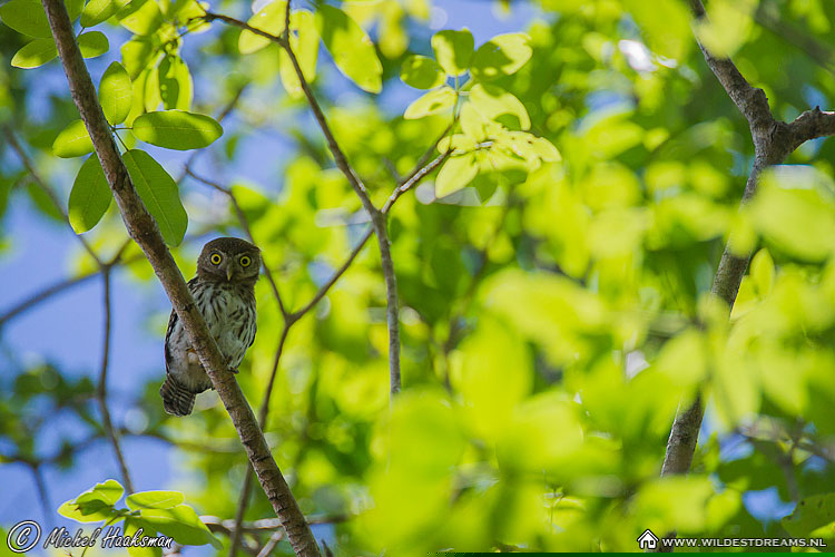 Owl, Pygmy owl