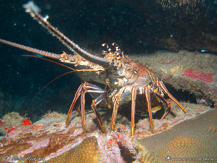 Lobster, Painted Rock Lobster