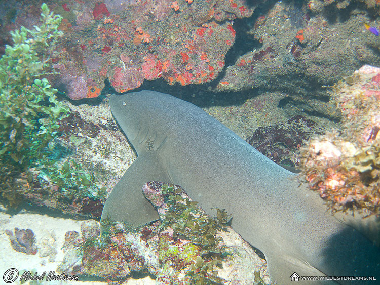 Nurse Shark, Shark