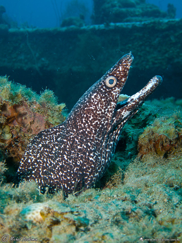 Moray Eel, Spotted Moray Eel