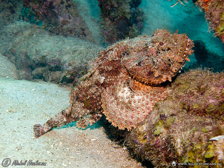 Stonefish