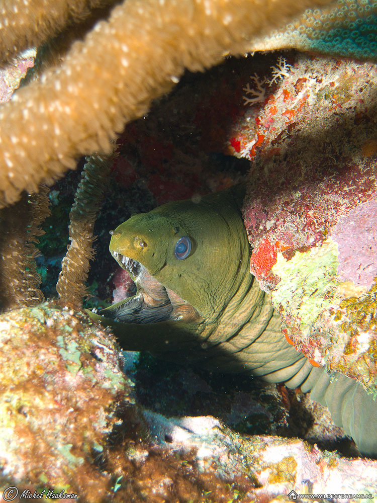 Green Moray Eel, Moray Eel