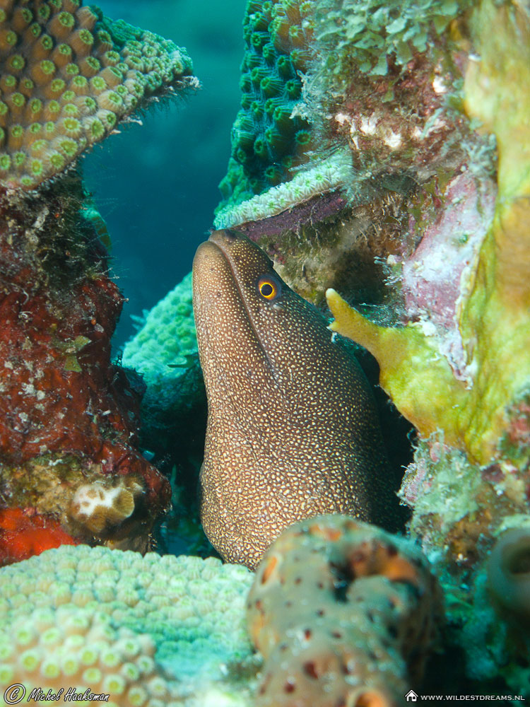 Moray Eel