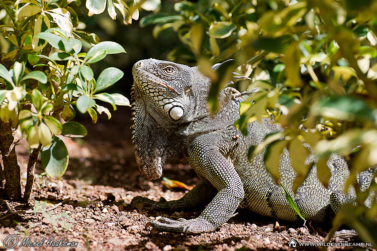 Green Iguana