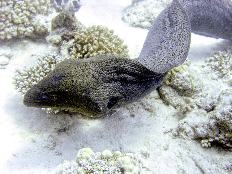 Moray Eel