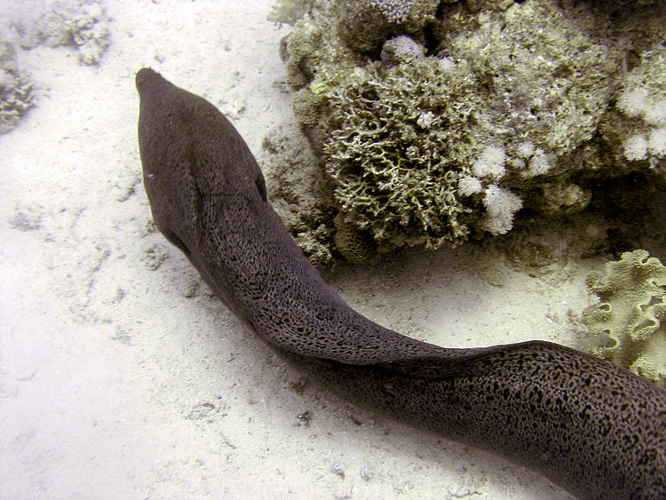 Moray Eel