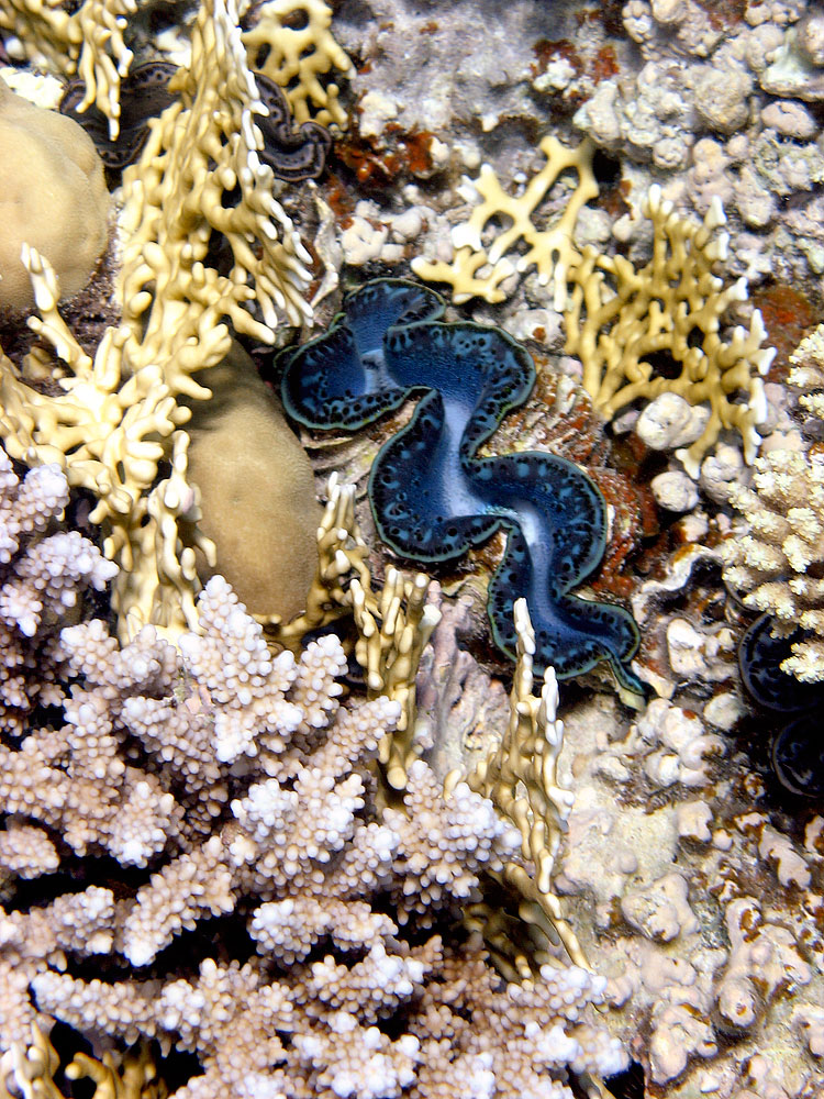 Moray Eel