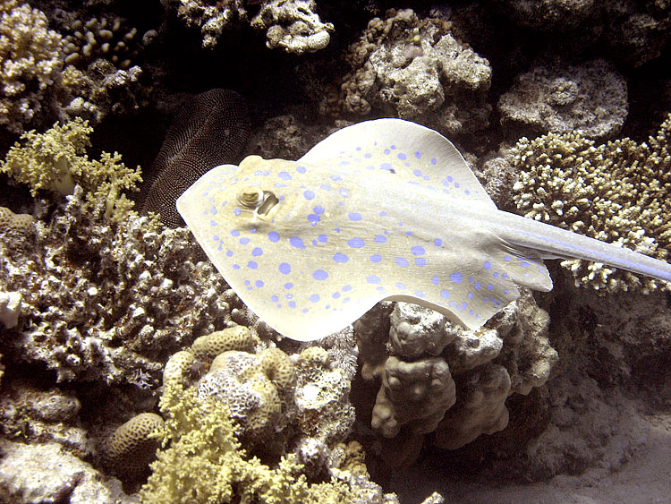 Blue-spotted Ray