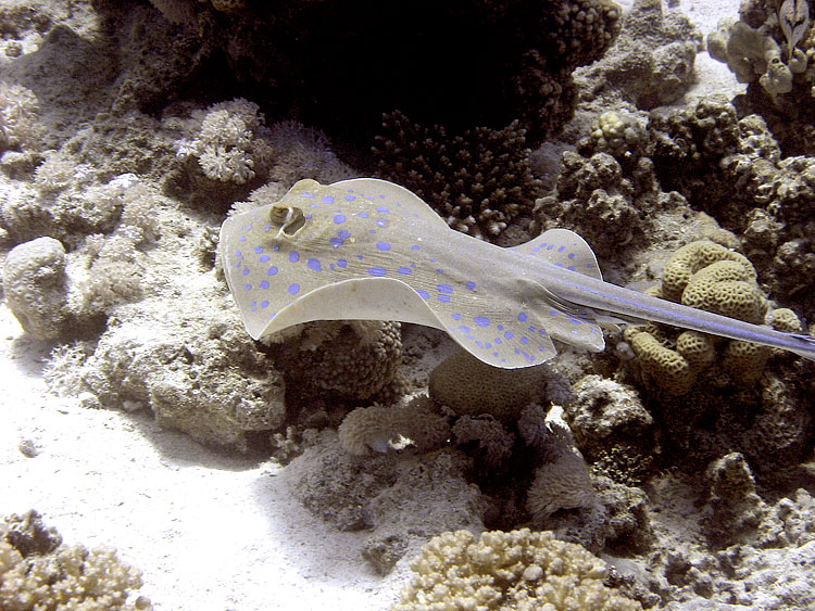 Blue-spotted Ray