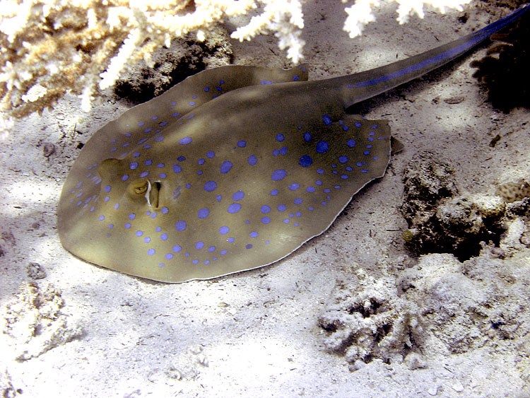 Blue-spotted Ray