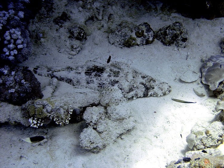 Scorpionfish