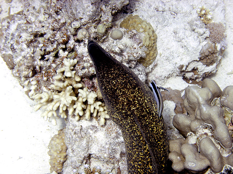 Moray Eel