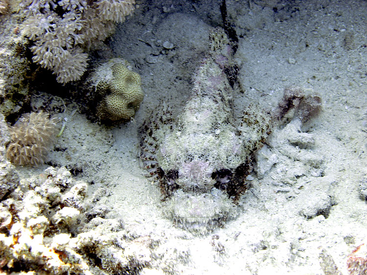 Scorpionfish